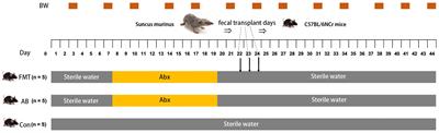 Fecal microbiota transplantation from Suncus murinus, an obesity-resistant animal, to C57BL/6NCrSIc mice, and the antibiotic effects in the approach